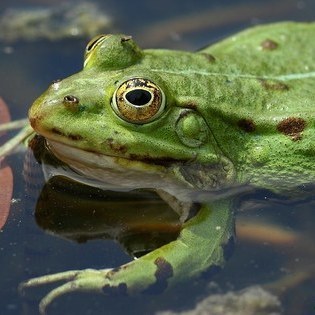 Froschportrait  FraPol/ VDN