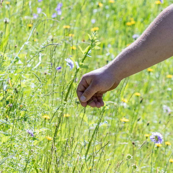 Forschende Hand an Gräsern auf einer blühenden Wiese