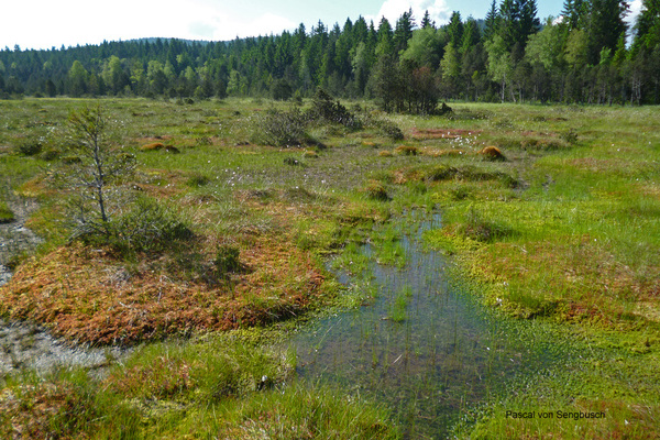 Niedermoorkomplex und bergangsmoor im Hinterzartener Moor ( P. von Sengbusch)