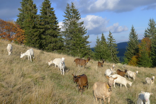 Ziegen vom Hof Till  Hof Till