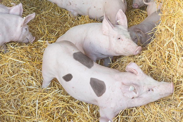 Das Fleisch stammt von gesunden Schweinen ...