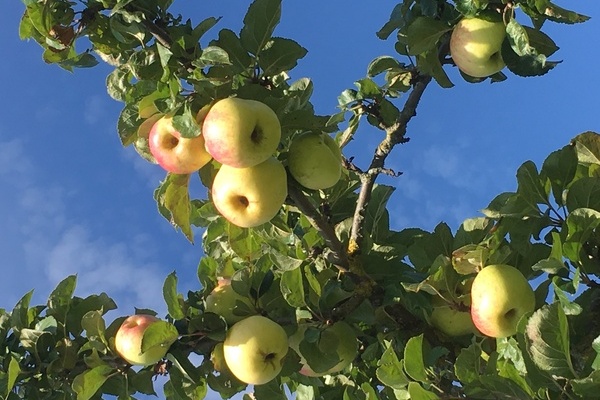 Regionaltype Sorten auf den Streuobstwiesen  Barth's Hsli
