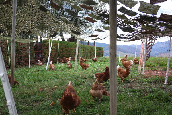 Die H�hner � Grether GbR